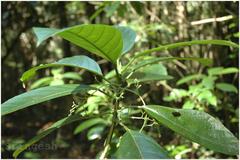 Dendrocnide sinuata